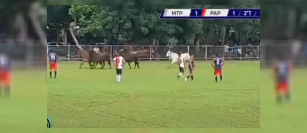 Entran ¡5 vacas en pleno partido de Fútbol Aficionado en La Paz!