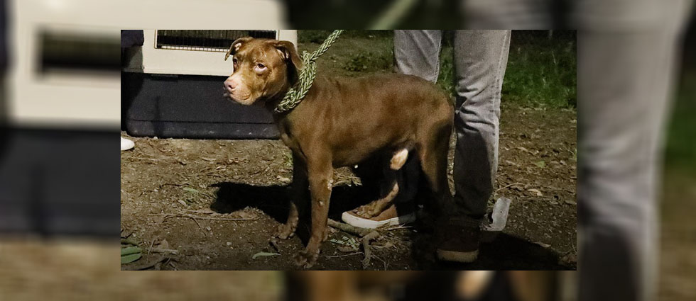 Rescatan a pitbull que fue abandonado por sus dueños
