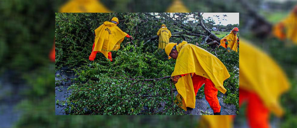 Remueven árbol que cayó sobre la carretera Longitudinal del Norte