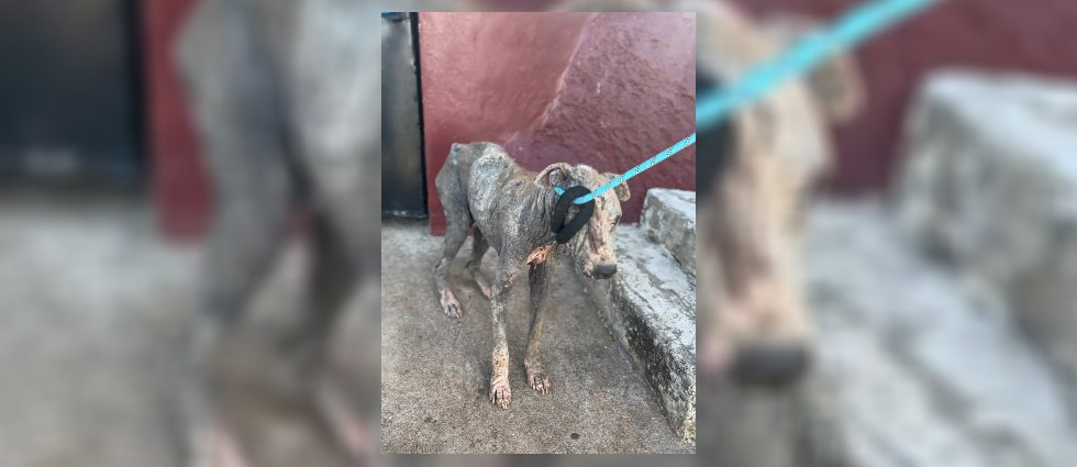 Rescatan a perrito con severos problemas en la piel