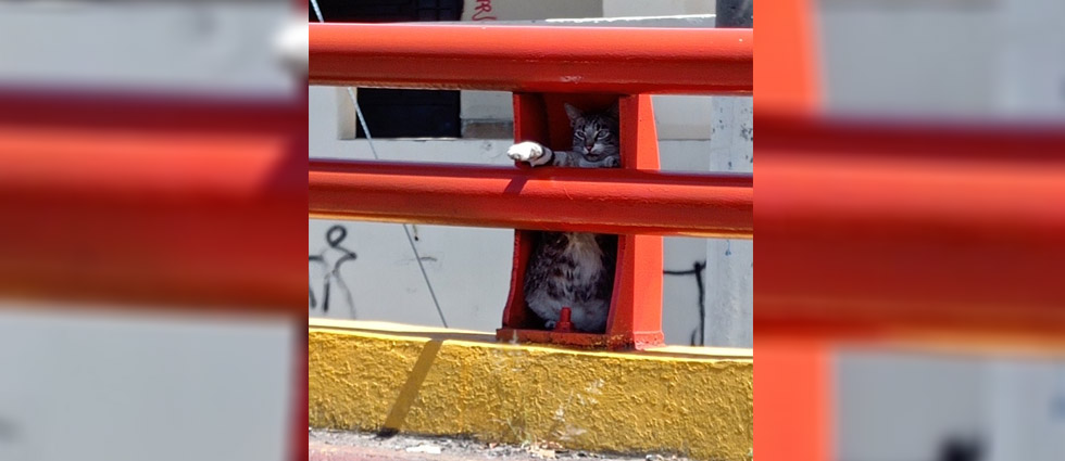 Rescatan a gatita que estaba atrapada en la barda de un paso a desnivel