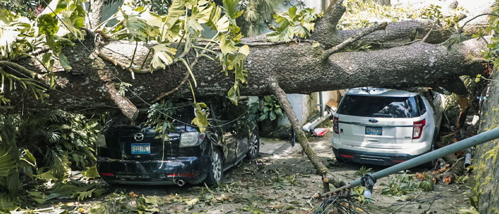 Remueven árbol que aplastó dos carros y muros de casas en Los Planes de Renderos