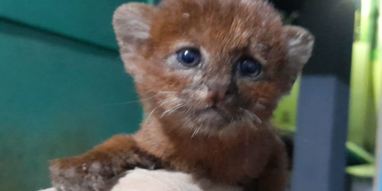 Rescatan a cría de gato montés en Santa Ana