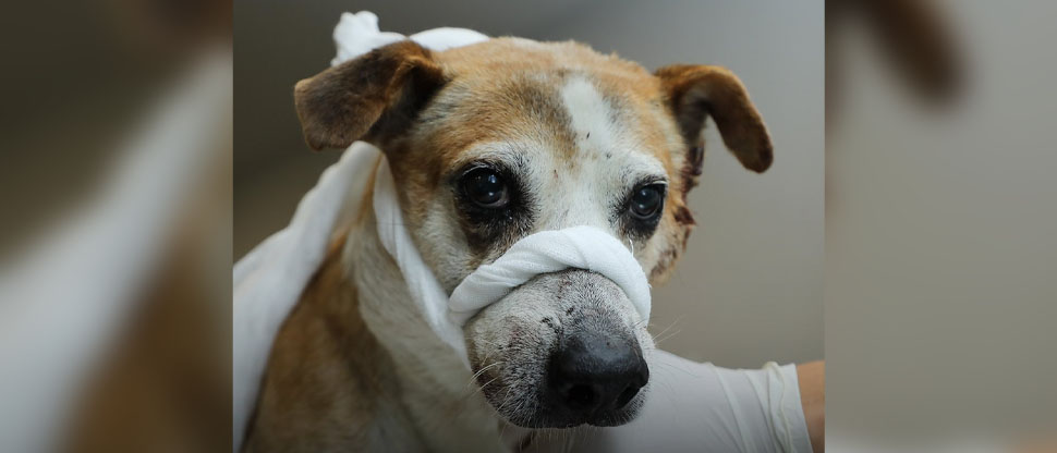 Rescatan a perrito abandonado en la calle de la residencial La Cima con herida en el cuello
