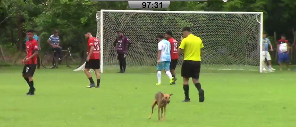 Perrita hace sus “necesidades” en pleno partido entre el San Alejo FC y Águila juvenil