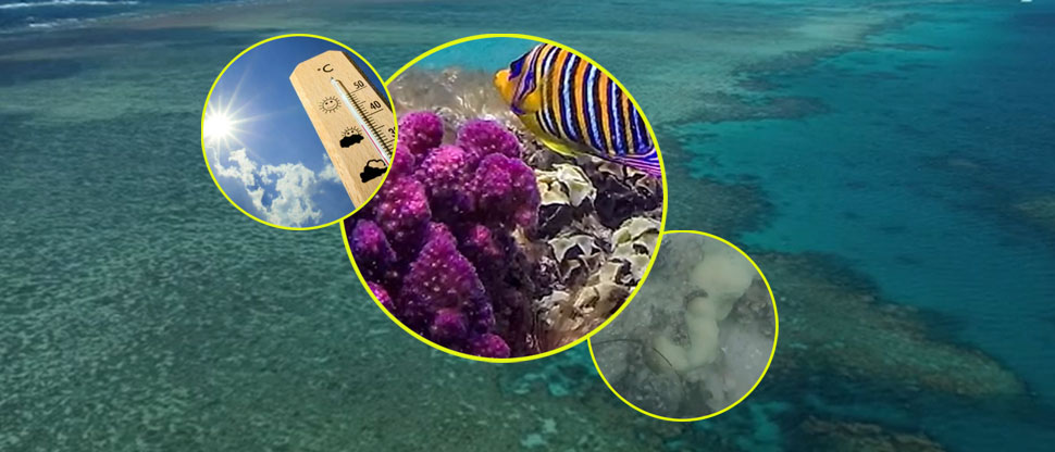 Peces muertos y arrecifes de coral se desintegran por altas temperaturas del océano en la Florida