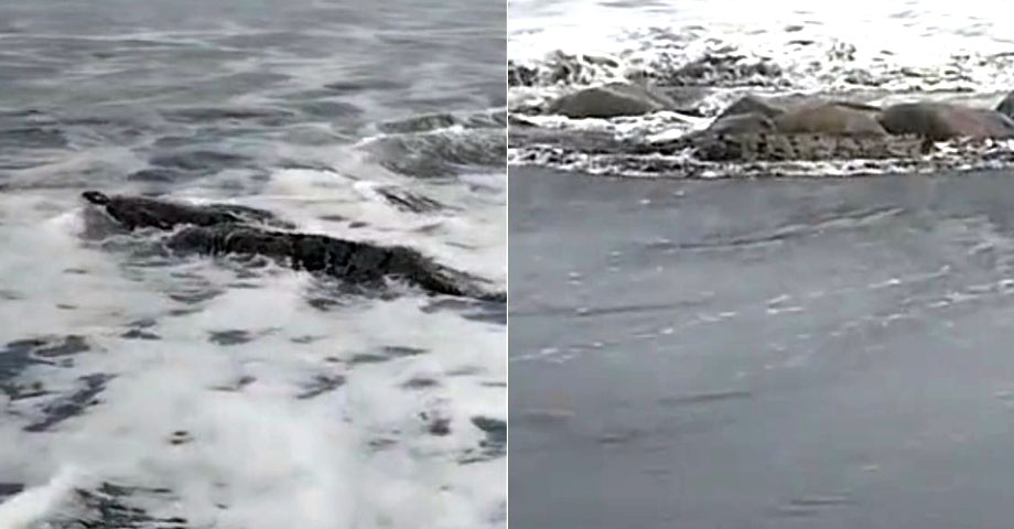Enorme cocodrilo puso en zozobra a familia que disfrutaba de un día de playa