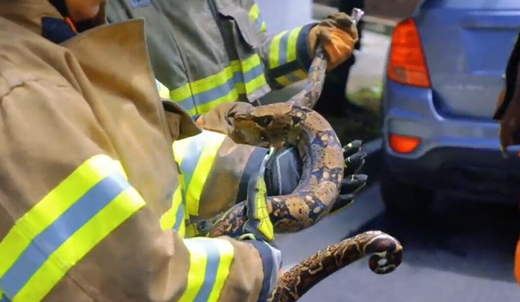 Culebra de buen tamaño saca un susto a familia de una residencial en San Salvador