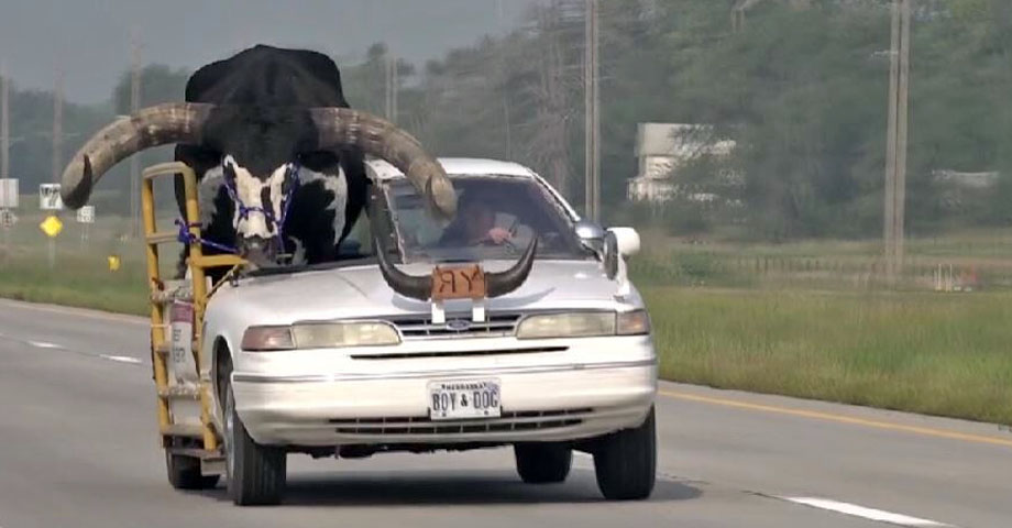 Detienen a sujeto por llevar de paseo a un toro en el asiento del pasajero