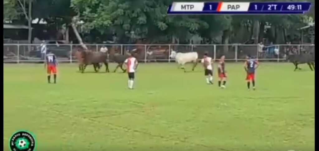 Vacas se meten a la cancha e interrumpen partido de fútbol en La Paz (VIDEO)