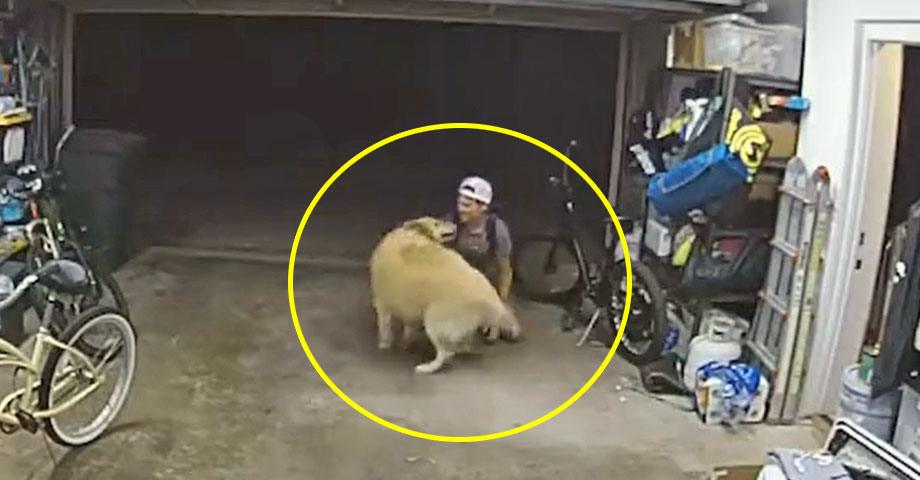 Se mete a robar y antes de emprender la huida lo sorprende el perro de la casa: esto pasó