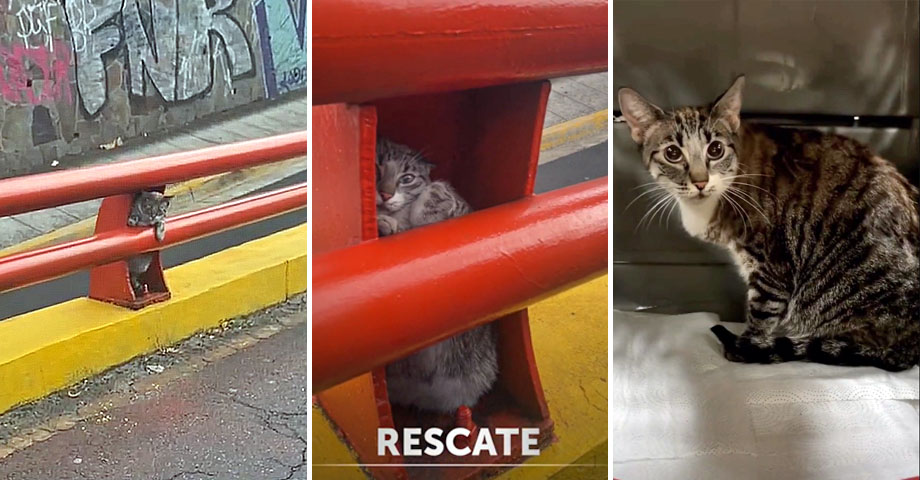 IBA rescata una gatita que estaba atrapada en un paso a desnivel