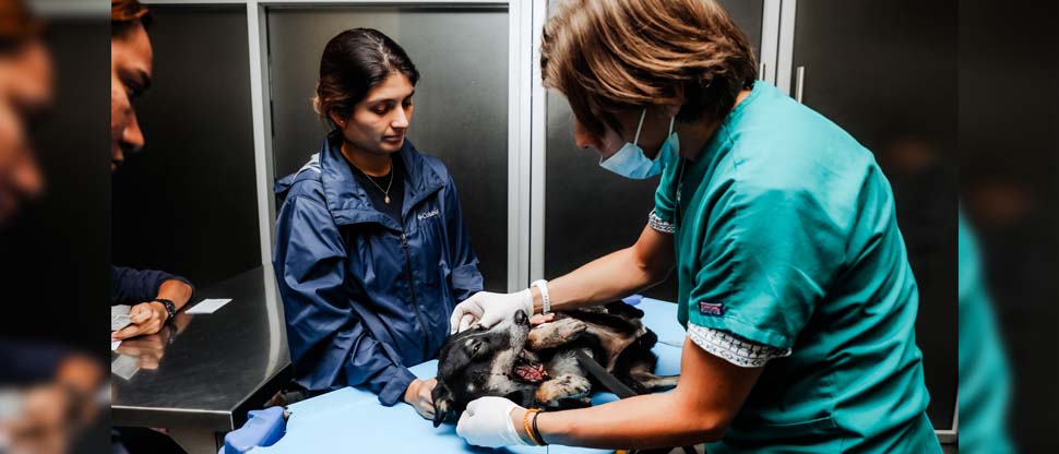 IBA 24/7: Equipo veterinario y técnico asiste a perrita atropellada en Chalatenango este viernes