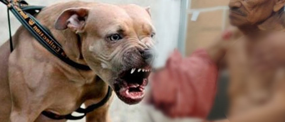 Anciano sufre varias lesiones tras ser atacado por tres perros pitbull