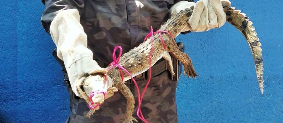 Hallan un cocodrilo en bulevar Costa del Sol
