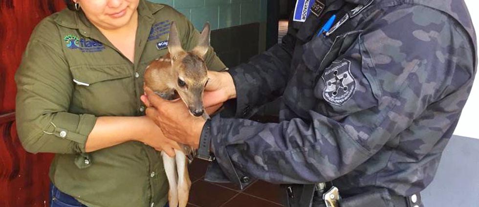 Hallan a cervatillo en Santa Ana y lo entregan a la Policía
