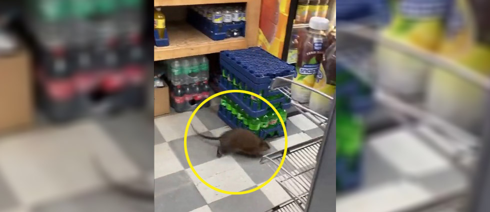 Se viraliza video que capta a enorme rata en una tienda de Nueva York