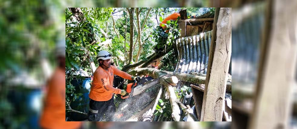 Remueven árbol que cayó en una vivienda en Sonsonate
