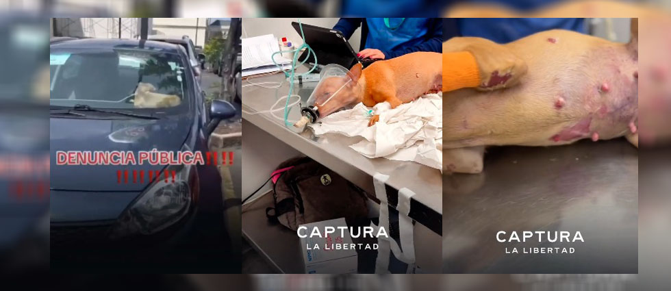 Capturan a sujeto que dejó encerrada a su mascota dentro su auto en un centro comercial