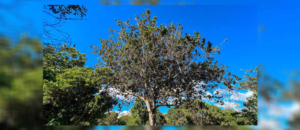 MARN reporta el descubrimiento de una nueva especie de árbol