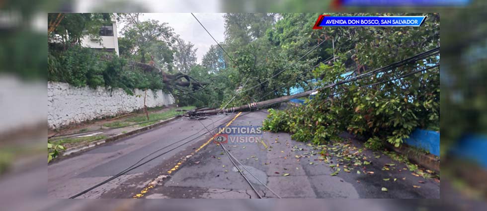 Paso cerrado en cercanías de la UES por árbol caído a raíz de las fuertes lluvias y vientos