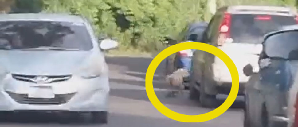 Personas inescrupulosas abandonan un perrito en el sector de la Ciudadela Don Bosco