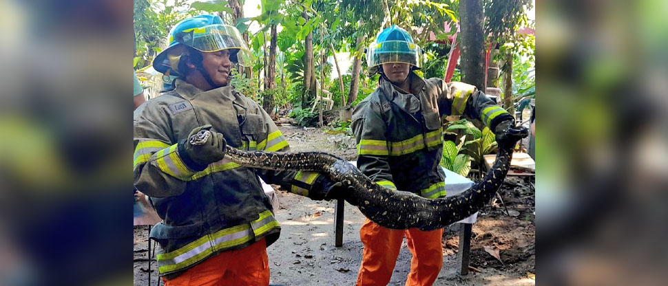 Serpiente de más de dos metros se mete a vivienda en Altos del Bulevar 