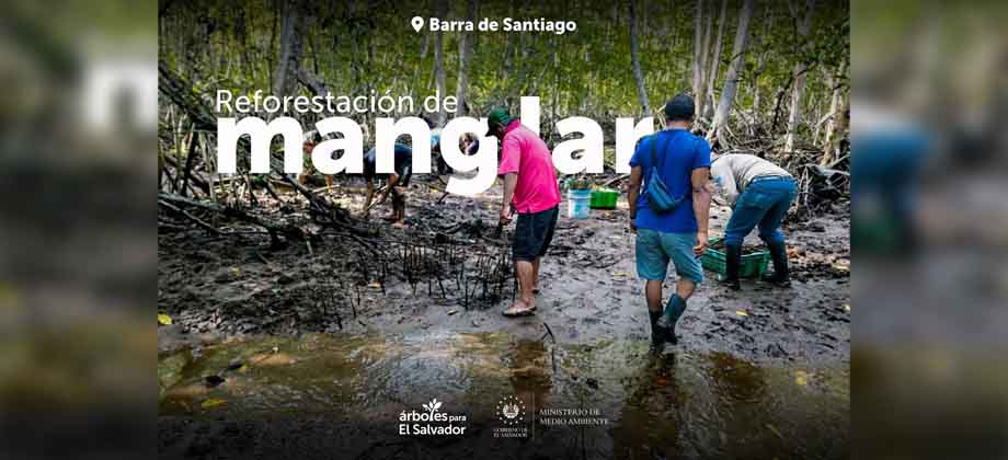 MARN realiza plan de reforestación de manglares en la Barra de Santiago