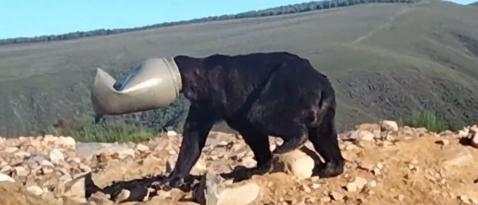 Oso lucha desesperadamente por liberar su cabeza atrapada en recipiente de plástico