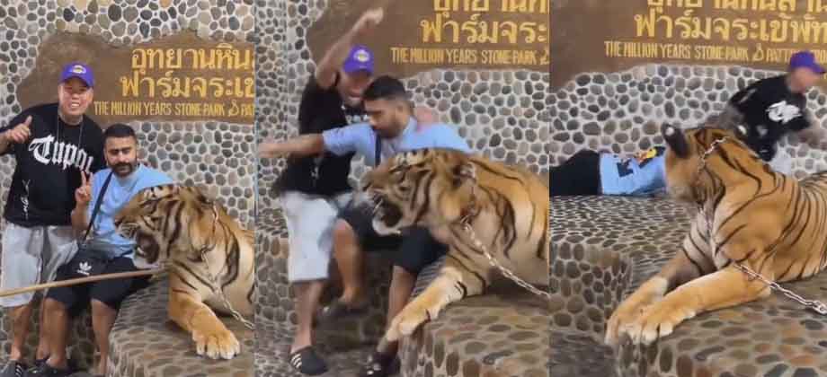 Tigre pega rugido frente turistas que posaban junto a el y les saca carrera en Tailandia