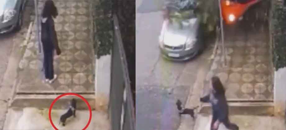 Perrito presiente accidente y salva a su dueña de ser aplastada por camión