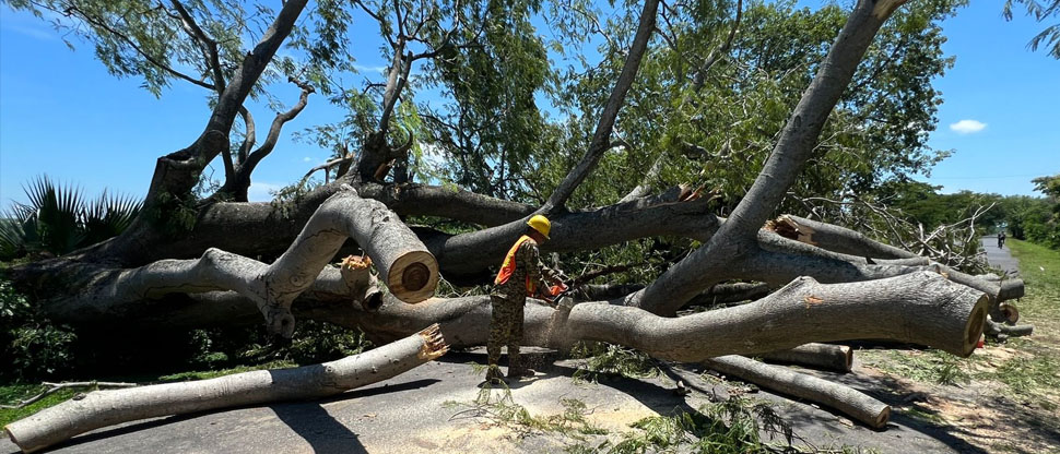 Militares trabajan para remover árbol caído en Zacatecoluca