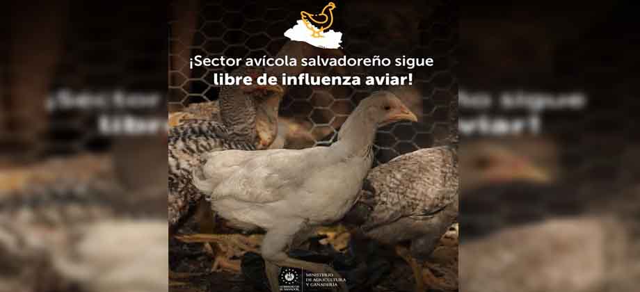 MAG informa que El Salvador continua sin registrar casos de influenza aviar