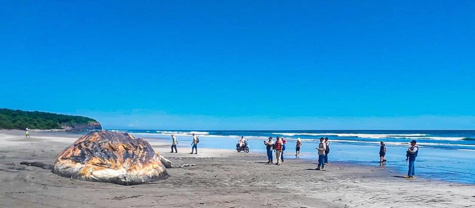 Encuentran una ballena sin vida en las costas de Usulután