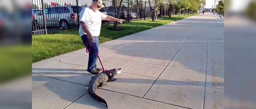Se viraliza video de hombre paseando a su mascota, un caimán