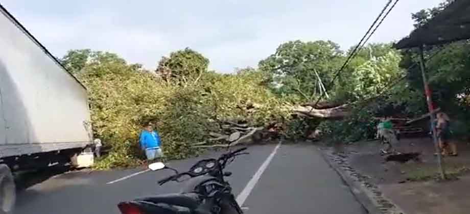 Reportan varios lesionados tras caerles encima árbol en carretera hacia Santa Ana