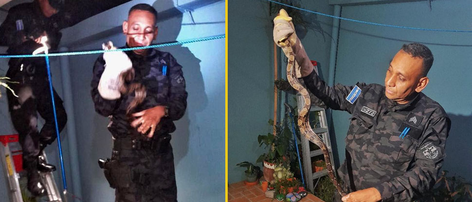 Familia se lleva una sorpresa al encontrar una masacuata en el techo de su vivienda