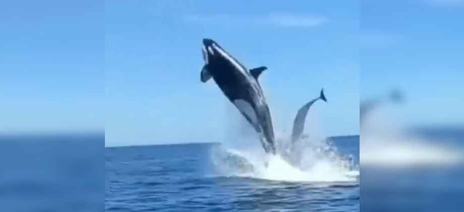 Graban «sorprendente» choque entre una ballena y un delfín
