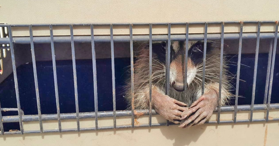 Mapache saca un buen susto a familia al irrumpir su vivienda en Juayúa, Sonsonate