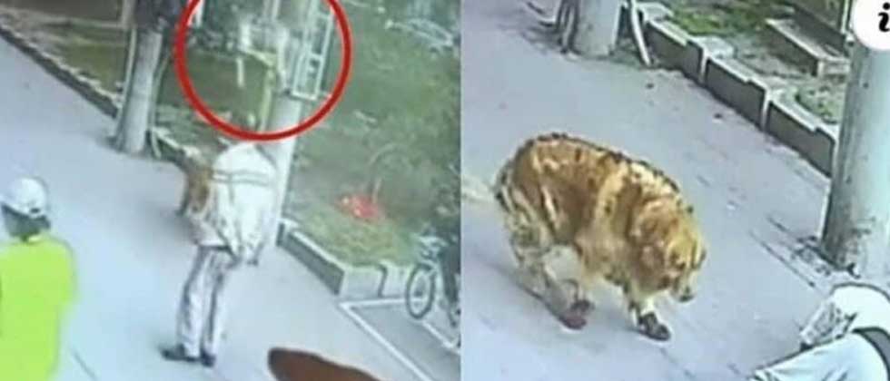 Gato cae del cielo y noquea a hombre que paseaba a su perrito