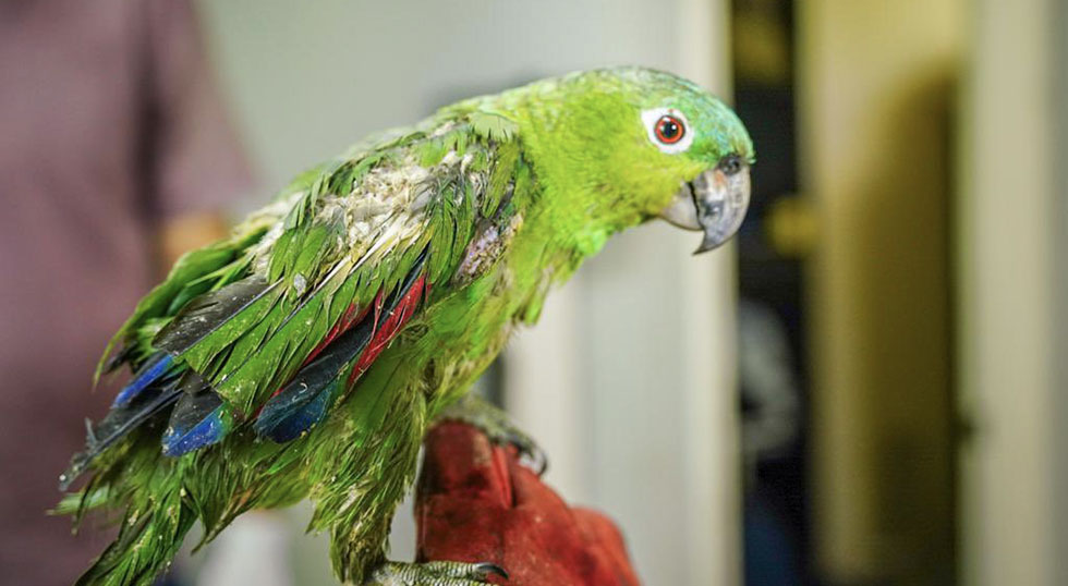 Prisión para dos nicaragüenses por depredación de la fauna protegida en El Salvador