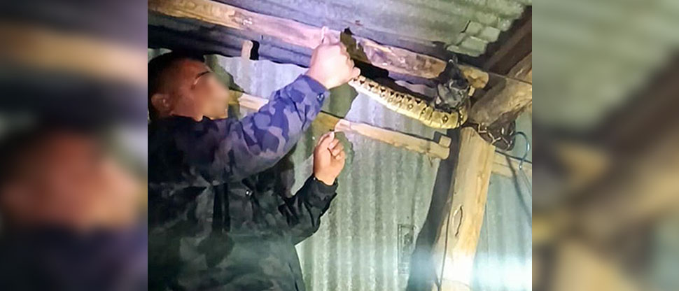 Familia descubre que una masacuata se alojaba en el techo de la vivienda