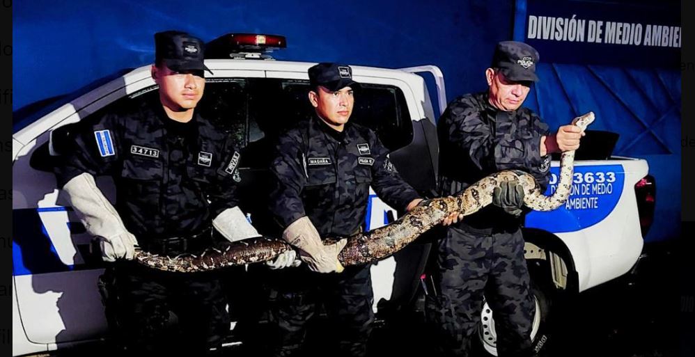 Policías rescatan una enorme mazacuata en San Salvador