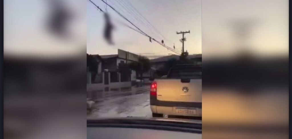 Oveja queda colgada de un cable tras las inundaciones en Río Grande, Brasil