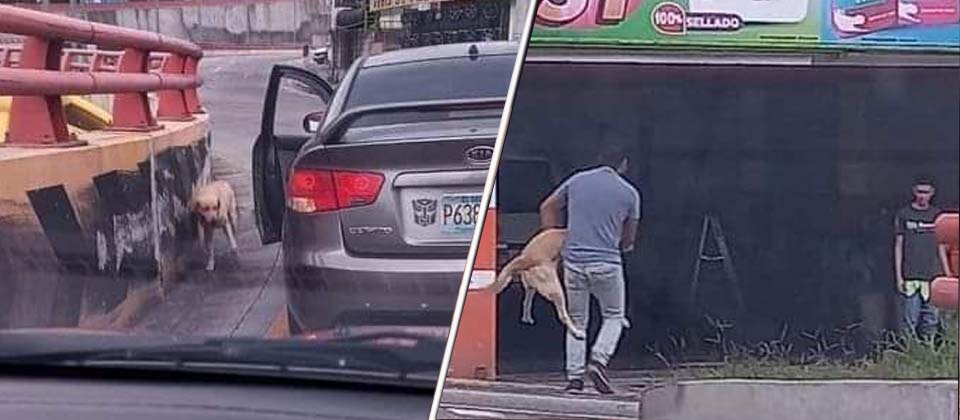 Conductor ayuda perrito que estaba atrapado en el Paso del Jaguar