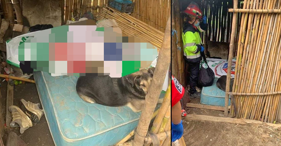 Fiel hasta el final: Perrito permaneció al lado de su amo ya fallecido hasta que fue localizado