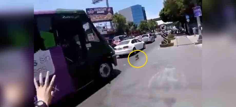 Perrito se escapa y casi es aplastado por carros en calle de México