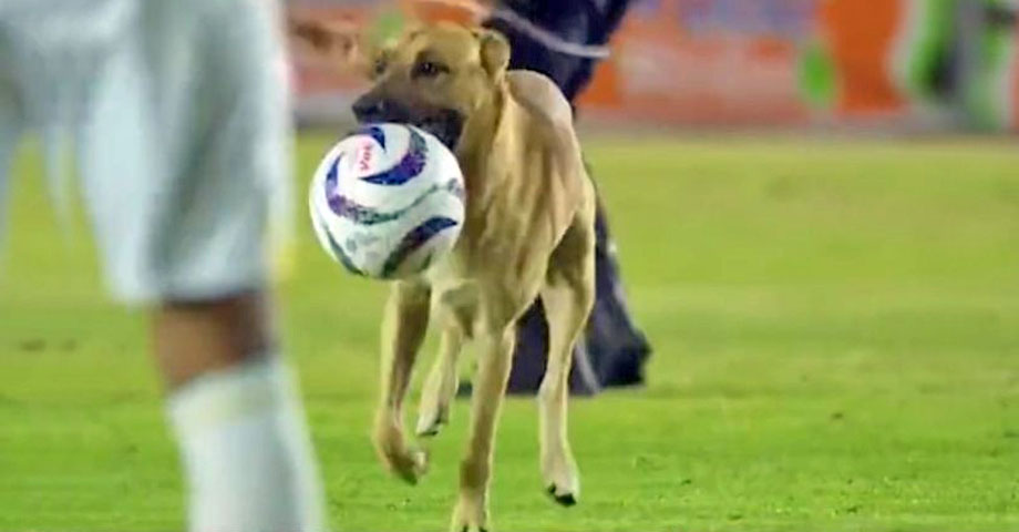 Perro es ovacionado al irrumpir un partido de fútbol y robarse el balón