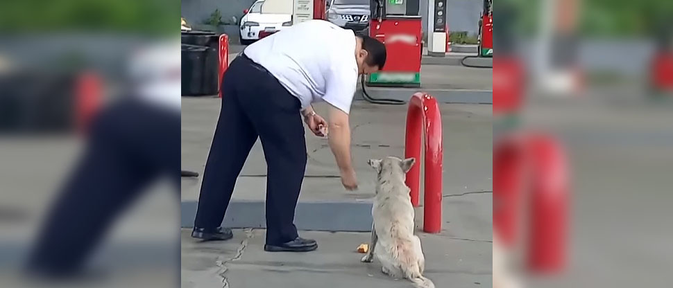 Aplauden gesto de salvadoreño que dejó de comer pan para dárselo a un perro sin hogar  