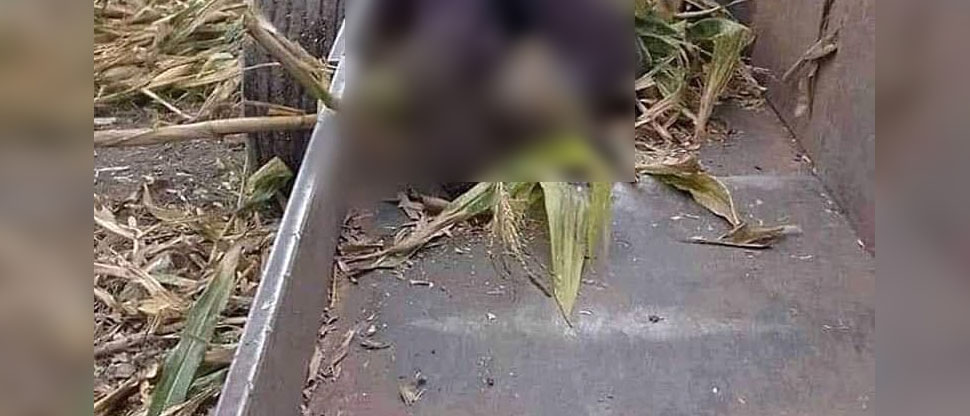Hombre muere al caer accidentalmente a una máquina desgranadora de maíz en Chalchuapa